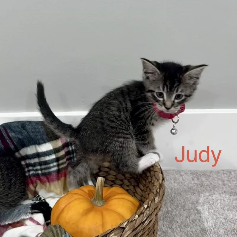 Judy thumbnail 2