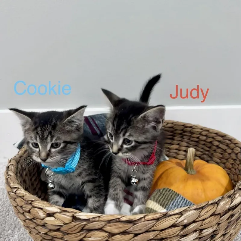 Judy thumbnail 4