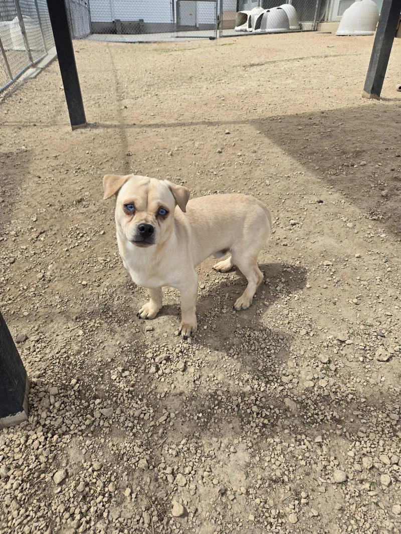 An adult small-sized male Terrier dog named Ocean for adoption in Maquoketa, IA