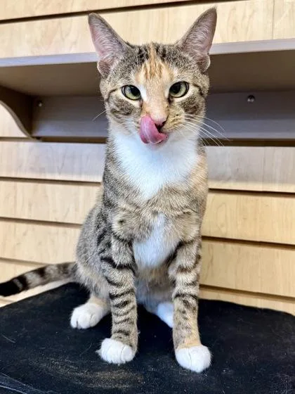 An adult medium-sized female Calico cat named Dolly for adoption in Downers Grove, IL