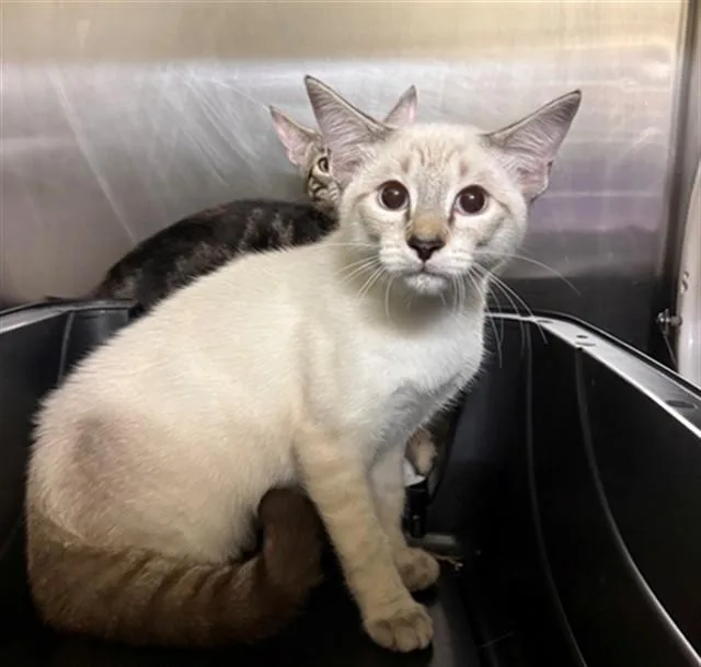 A young small-sized male Siamese cat named Chowder for adoption in Conroe, TX