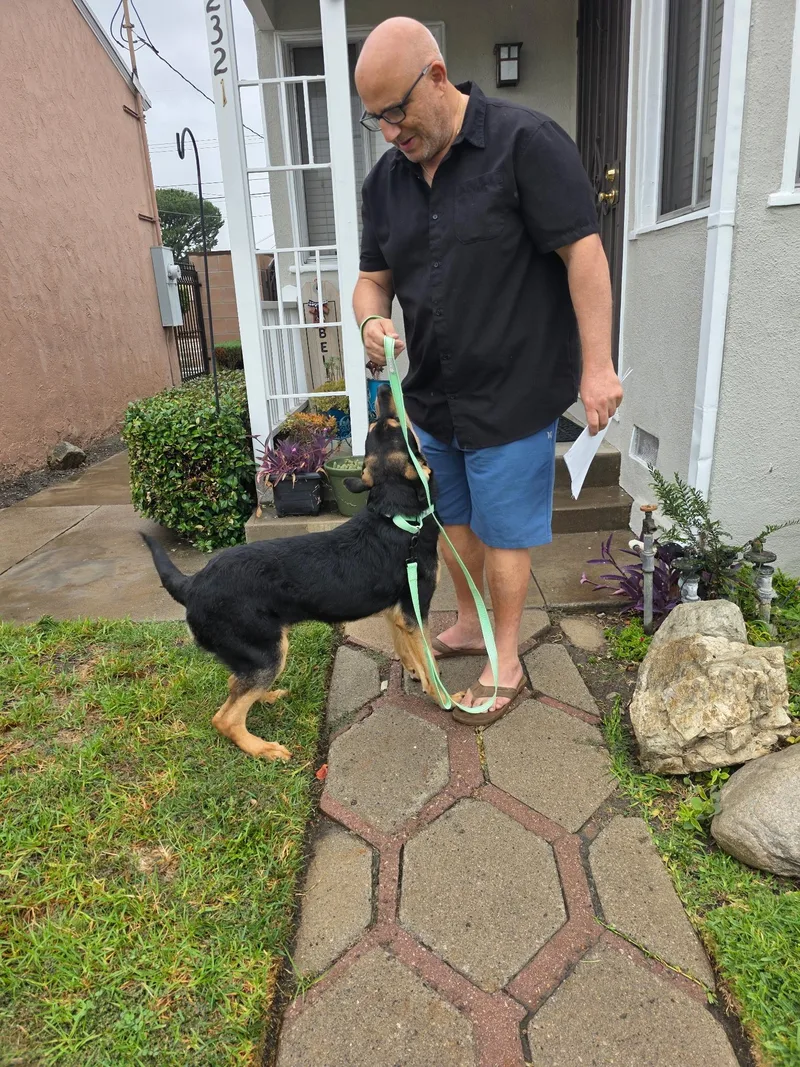 A young medium-sized male Australian Kelpie dog named Disarrono for adoption in Arvada, CO