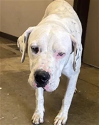 A young large-sized female Pit Bull Terrier dog named Sophie for adoption in Ontario, CA