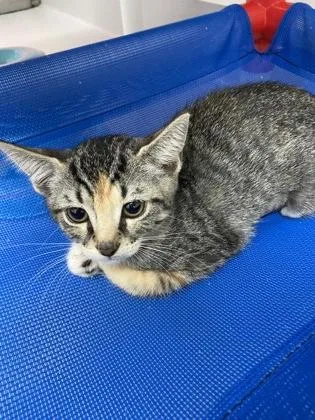 A baby small-sized female Domestic Short Hair cat named Athena for adoption in Largo, FL