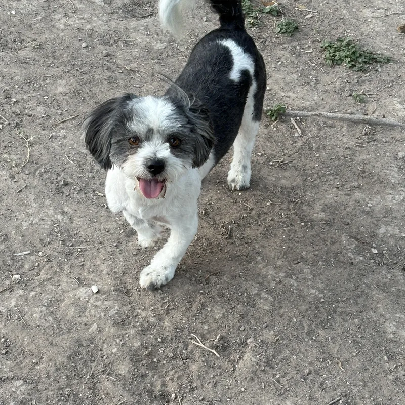 An adult small-sized male Black Shih Tzu dog named Max for adoption in Mcallen, TX