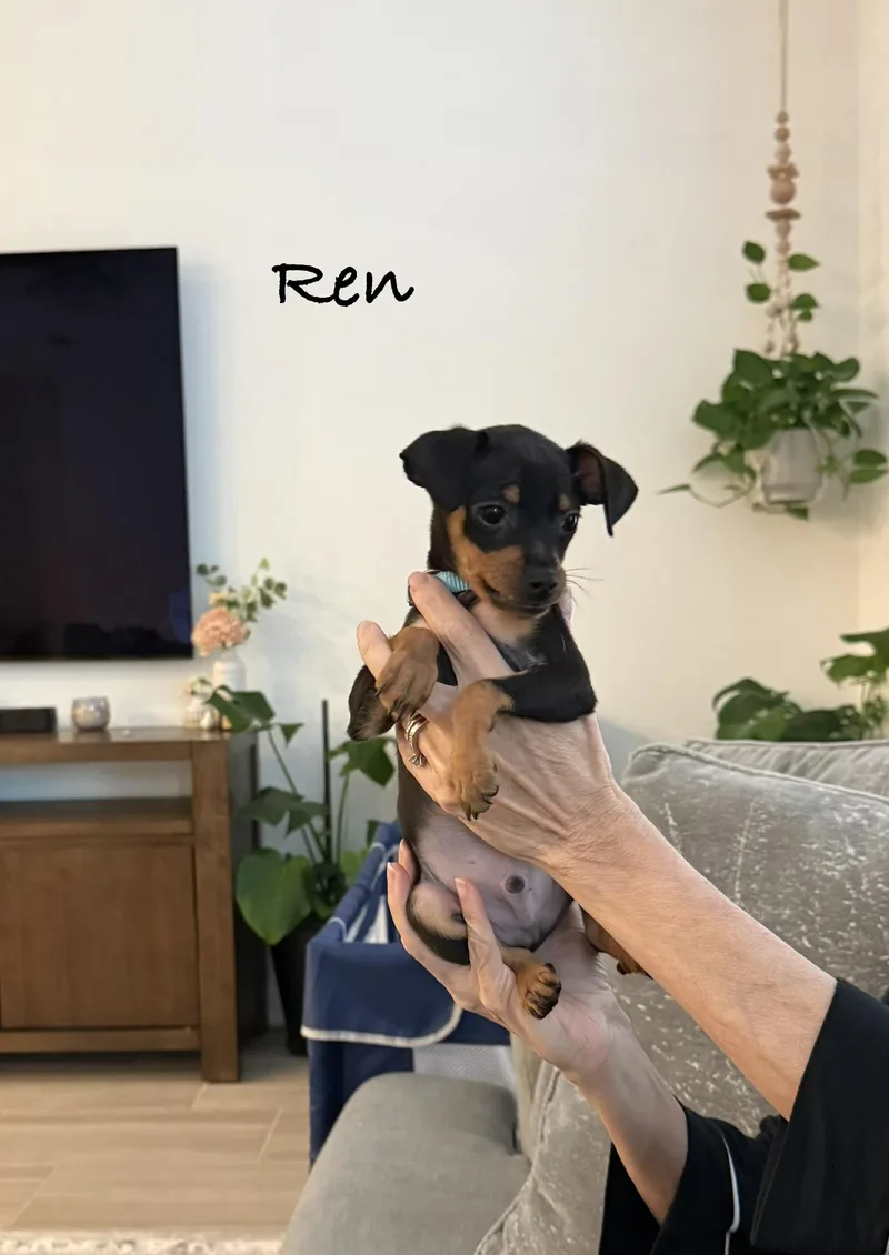 Ren thumbnail 3
