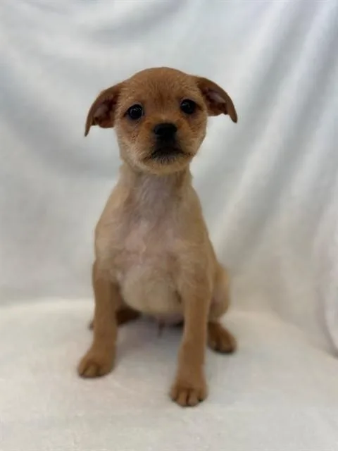 A baby small-sized male Pug dog named Samwise for adoption in Forney, TX