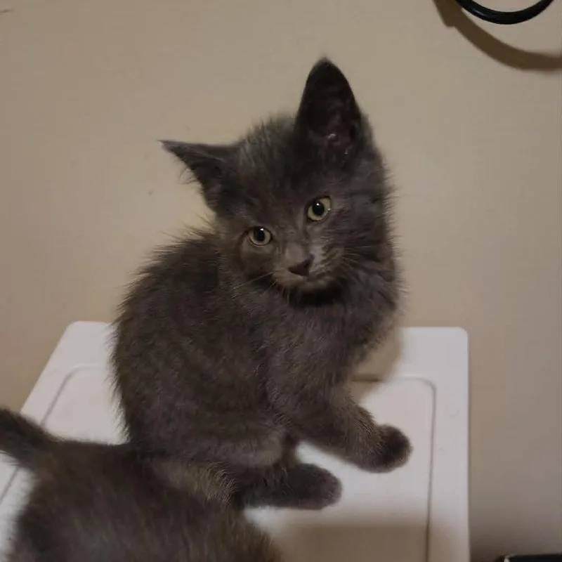 A baby small-sized male Gray / Blue / Silver Domestic Short Hair cat named George for adoption in Springfield, OH