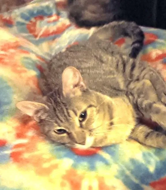 A baby medium-sized female Domestic Short Hair cat named Angel for adoption in Ogden, UT