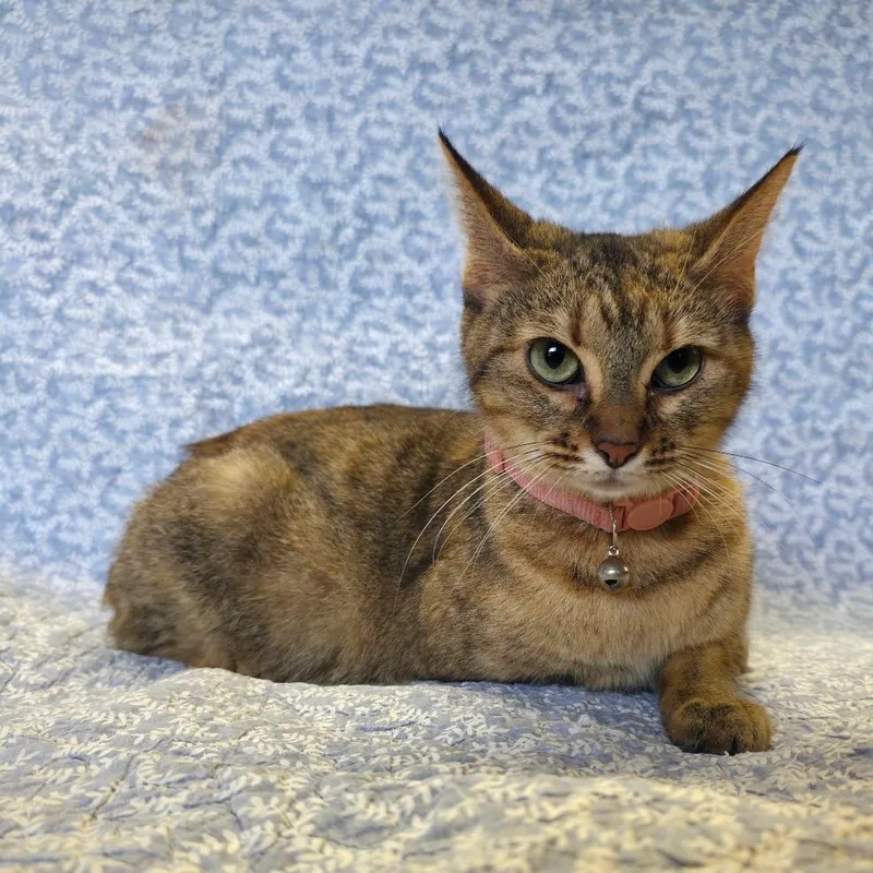 An adult medium-sized female Brown / Chocolate Domestic Short Hair cat named Mama Molly for adoption in Mount Juliet, TN