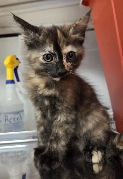 Captain Olivia Benson