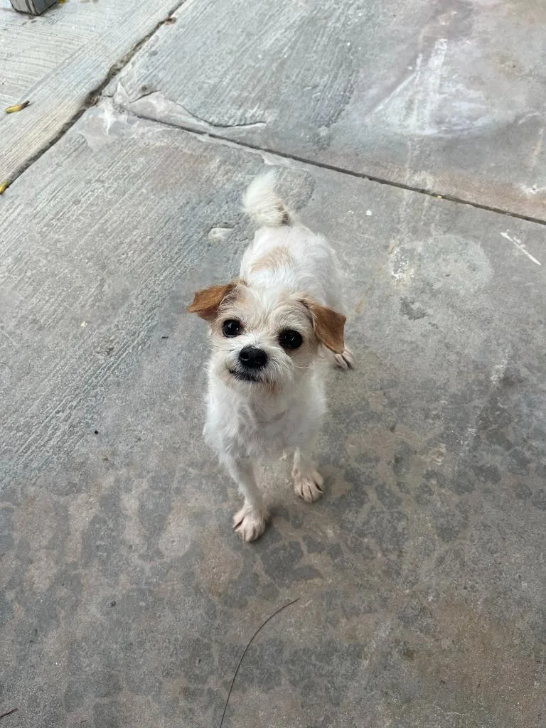 Tater Tot thumbnail 2