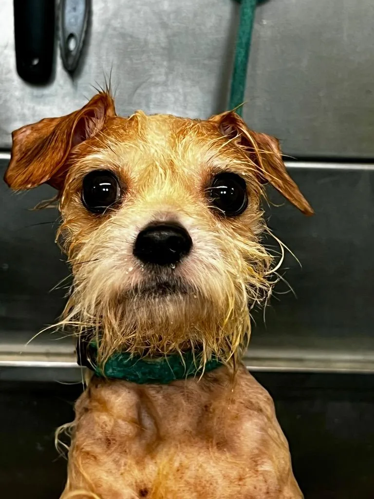 Tater Tot thumbnail 3