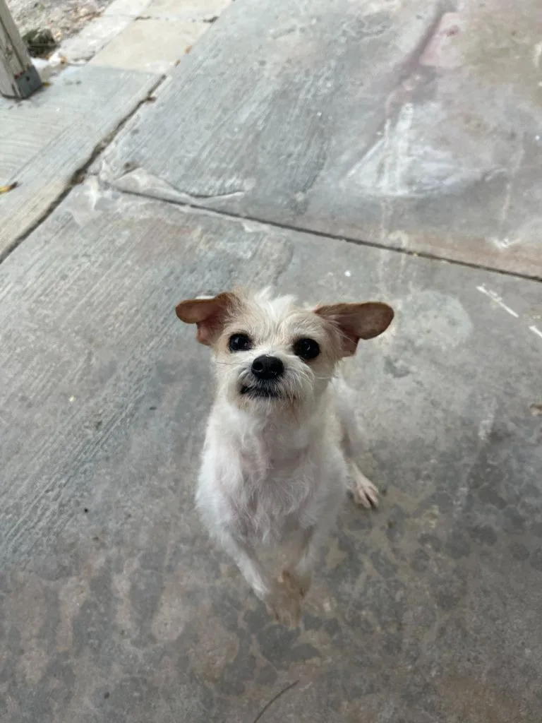 Tater Tot thumbnail 4