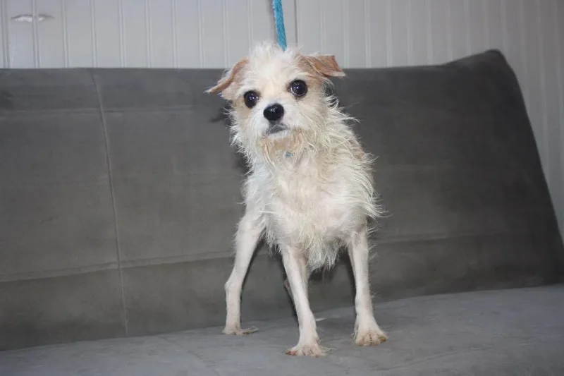 Tater Tot thumbnail 5