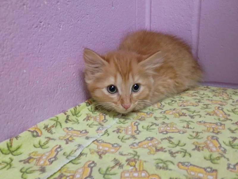 A baby medium-sized male Domestic Short Hair cat named Butterball for adoption in Hamilton, OH