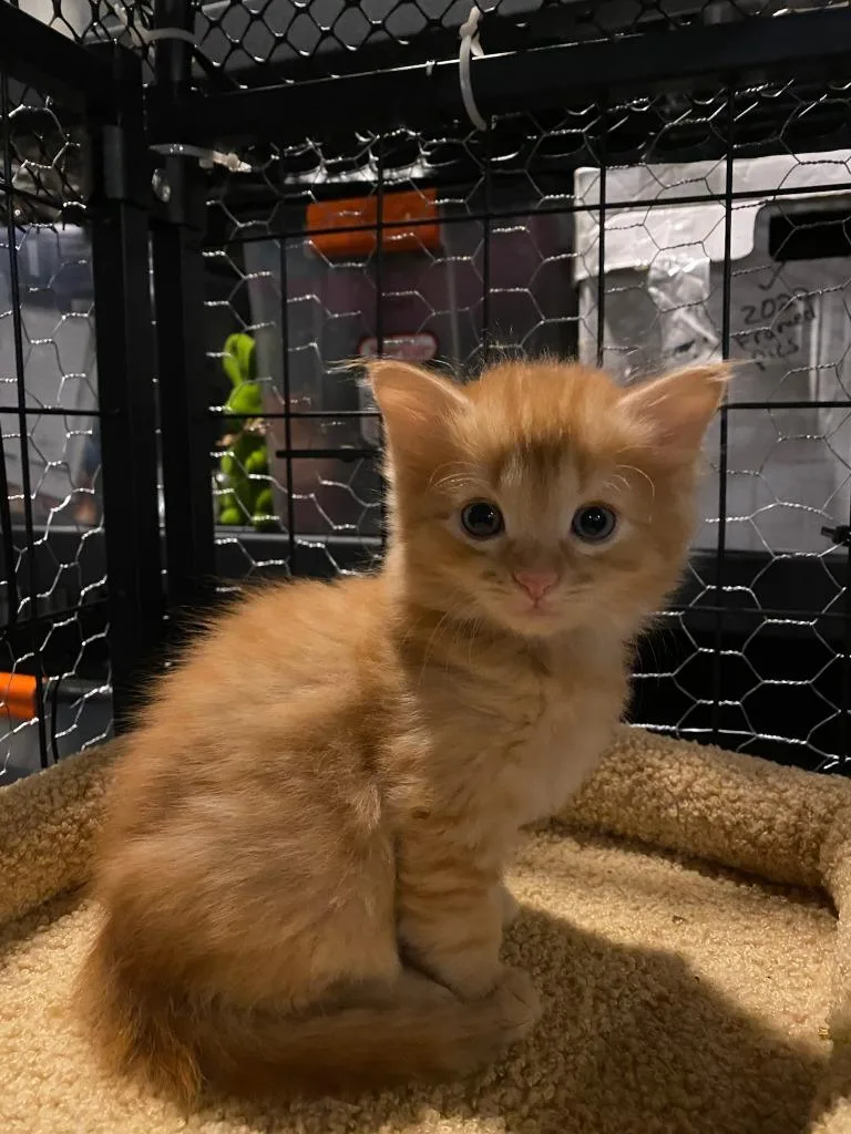 Butterball thumbnail 2