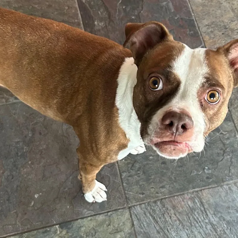 An adult small-sized female Bicolor Boxer dog named Lola for adoption in Egg Harbor City, NJ
