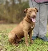 A young medium-sized male Brown / Chocolate Vizsla dog named Smitty for adoption in Sautee Nacoochee, GA