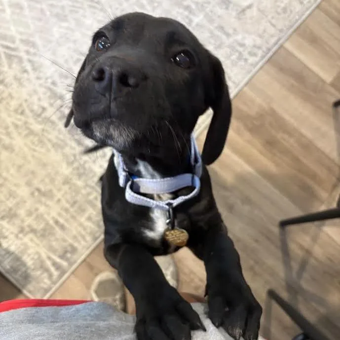 A baby small-sized male Black Mixed Breed dog named Bombadil for adoption in Auburn, AL