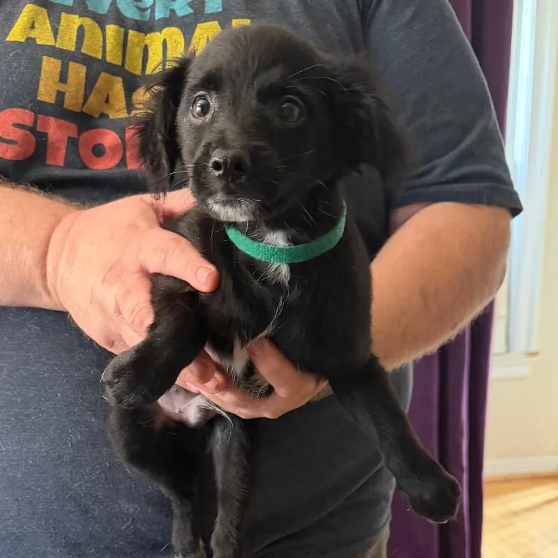 A baby small-sized male Black Chihuahua dog named Two Fish for adoption in Partlow, VA