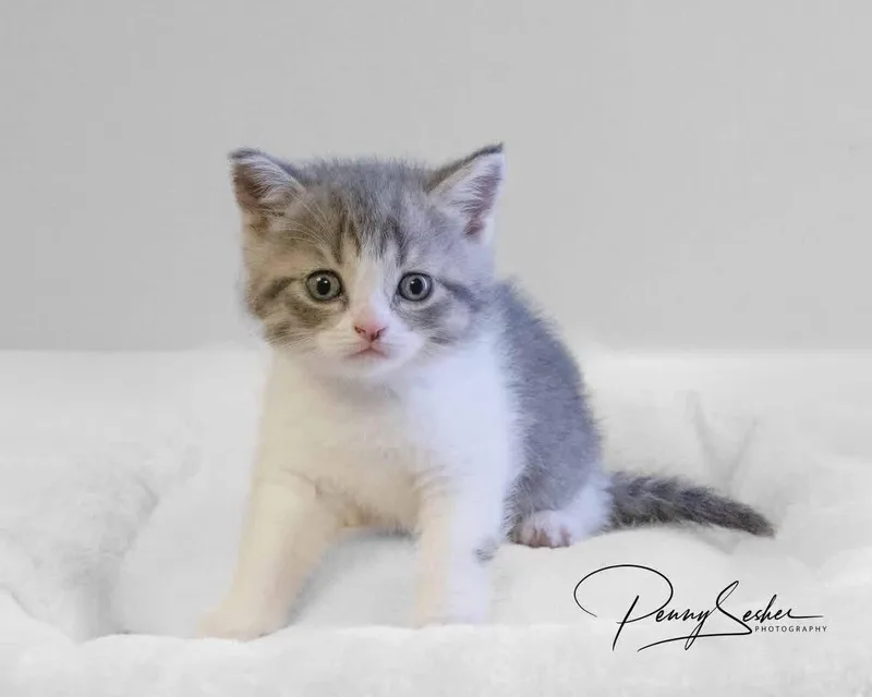 A baby medium-sized female Gray / Blue / Silver Scottish Fold cat named Skye for adoption in Belton, MO
