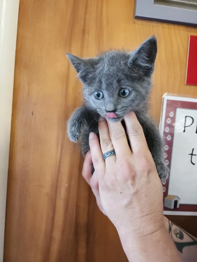 A baby small-sized female Gray & White Domestic Short Hair cat named Pine for adoption in Evansville, IN