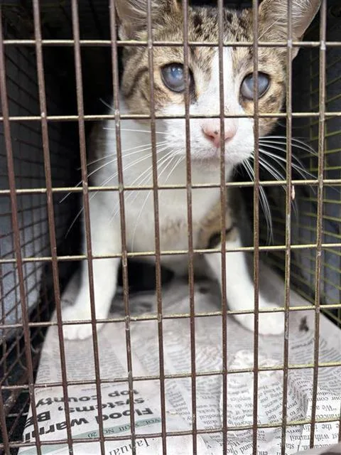 An adult small-sized male Domestic Short Hair cat named A for adoption in San Antonio, TX