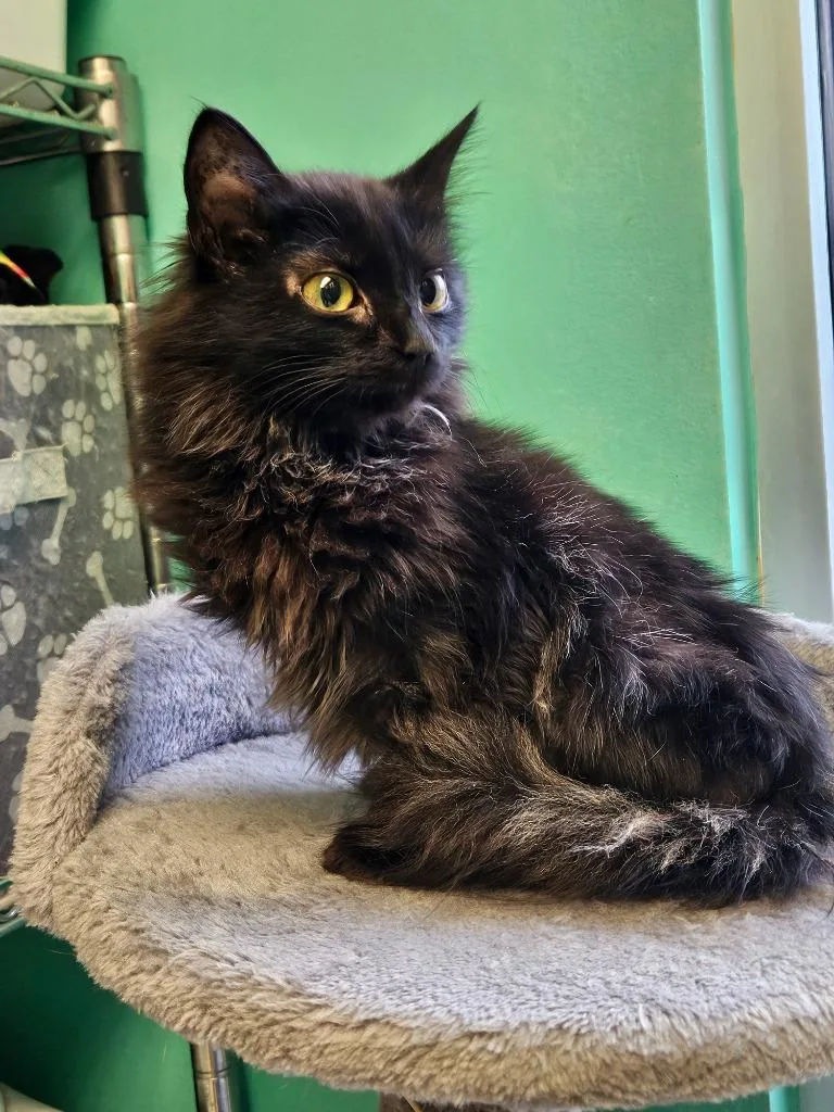 A young medium-sized female Domestic Short Hair cat named Willow for adoption in Morgantown, KY