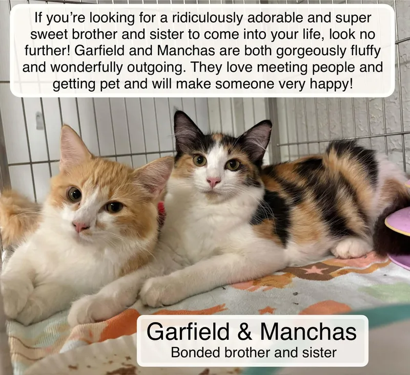 A young medium-sized female Domestic Long Hair cat named Garfield & Manchas for adoption in Ellicott City, MD