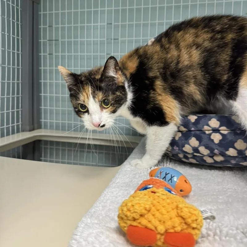 An adult medium-sized female Calico Domestic Short Hair cat named Buggs for adoption in Edwardsville, IL