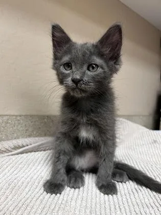 A young small-sized male Domestic Medium Hair cat named Walden for adoption in Phoenix, AZ