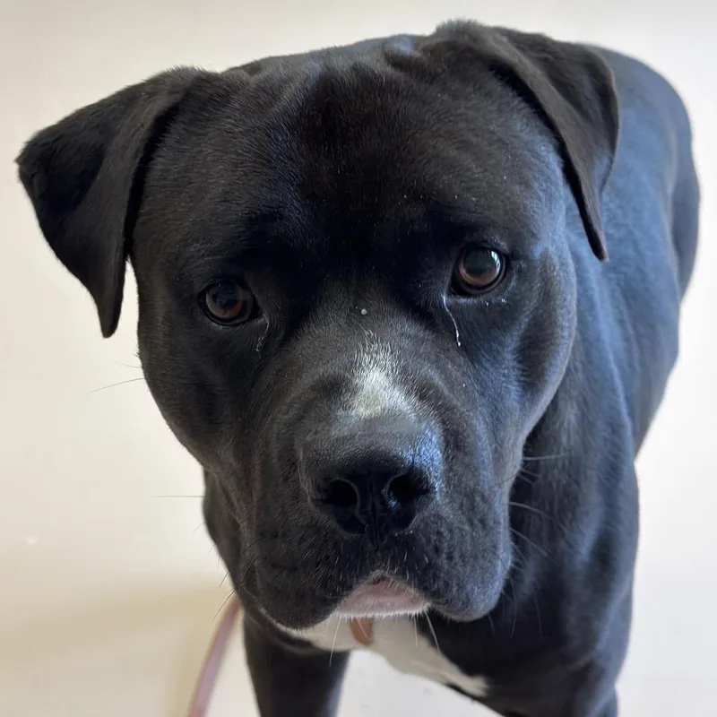 A young large-sized male American Bulldog dog named MONTStray for adoption in Perkiomenville, PA