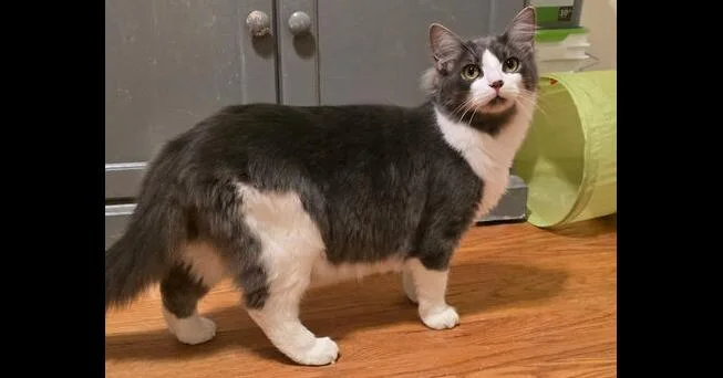 A young medium-sized male Domestic Long Hair cat named Purrelli for adoption in Kinston, NC