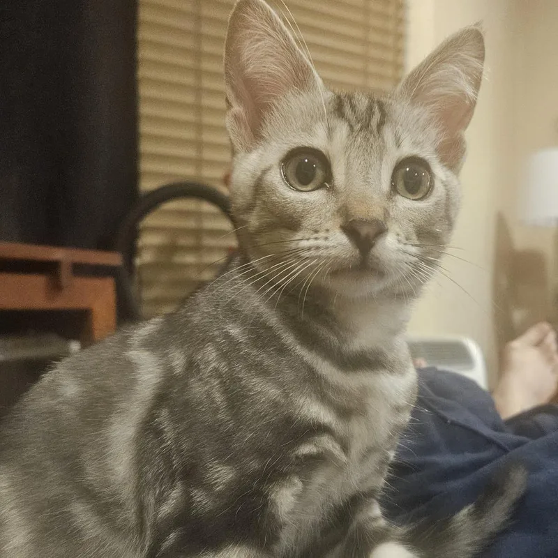 A baby small-sized male Gray / Blue / Silver Domestic Short Hair cat named Hermes for adoption in Los Angeles, CA