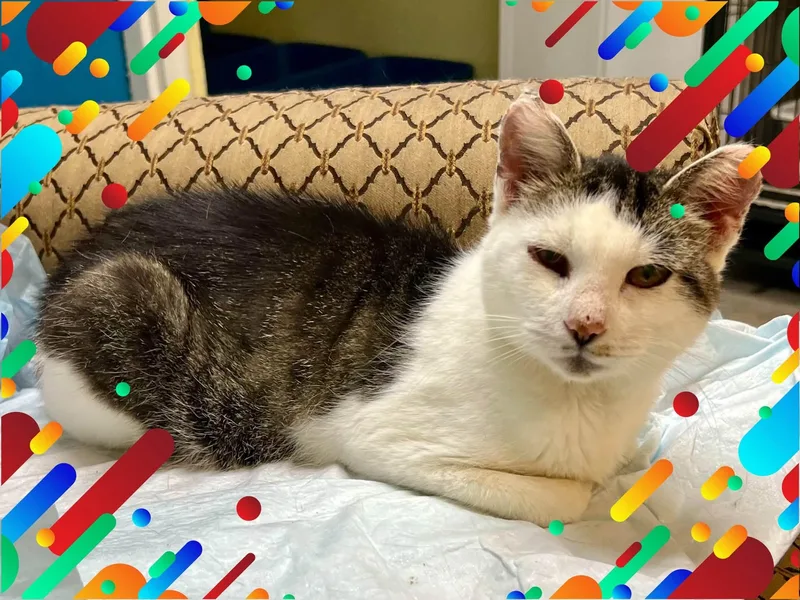 An adult medium-sized male Tabby (Gray / Blue / Silver) Tabby cat named Kay for adoption in New Richmond, WI