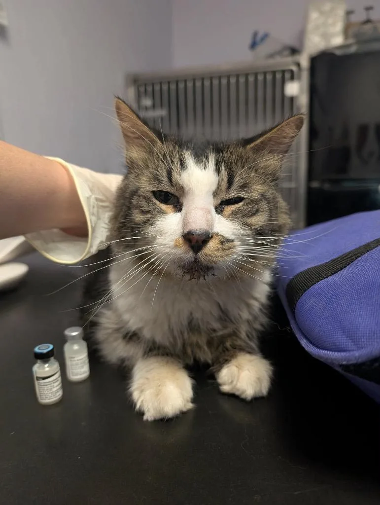 An adult large-sized male Domestic Medium Hair cat named Luigi for adoption in New Braunfels, TX