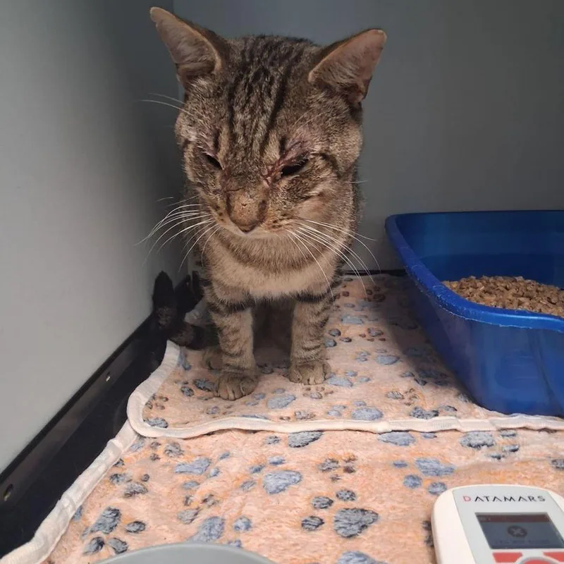 An adult medium-sized male Brown / Chocolate Domestic Short Hair cat named Jay for adoption in Kingman, AZ