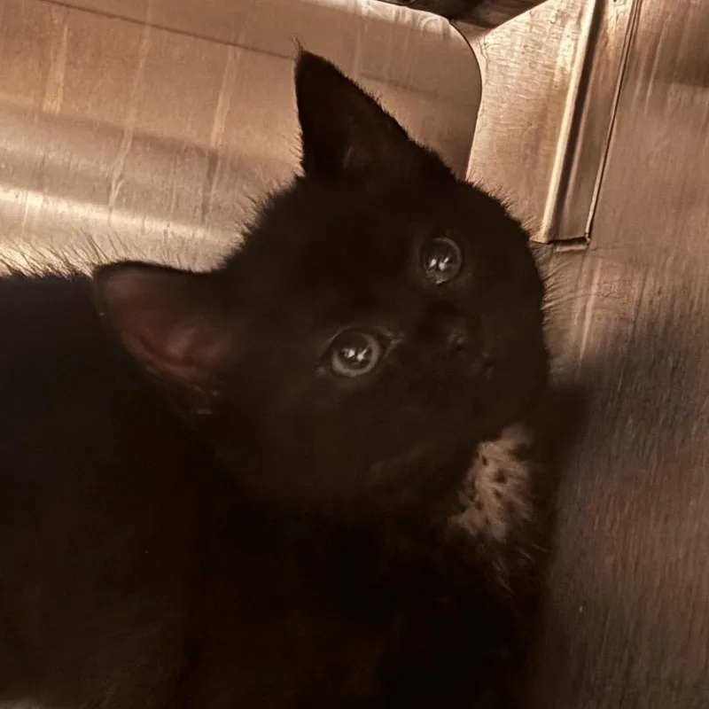 A baby small-sized female Black Domestic Short Hair cat named Betty for adoption in Bristol, IN