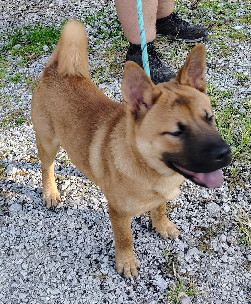 A young small-sized male Apricot / Beige Shiba Inu dog named Lakota for adoption in Jasonville, IN