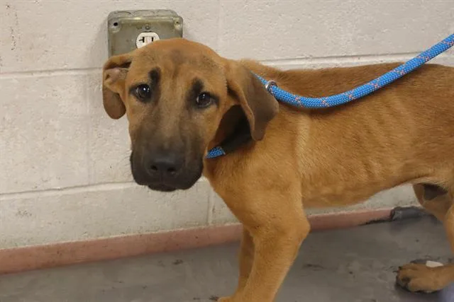 A young medium-sized male Mixed Breed dog named Chris for adoption in Columbia, SC