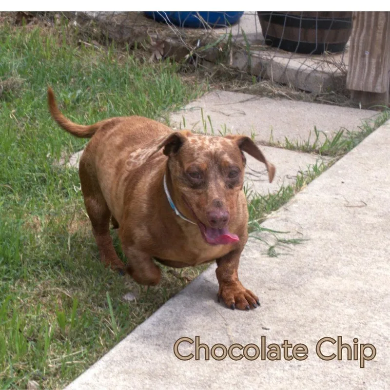 Chocolate Chip