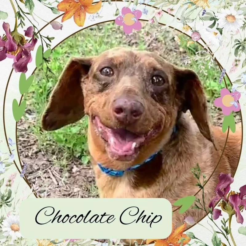 Chocolate Chip thumbnail 2