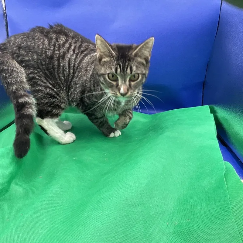 A young small-sized male Gray / Blue / Silver Domestic Short Hair cat named Socks for adoption in Gonzales, LA