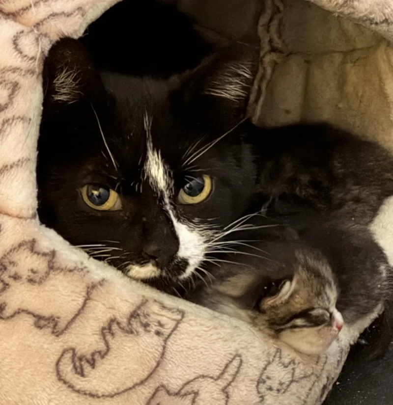 A young medium-sized female Black & White / Tuxedo Domestic Short Hair cat named Phoebe for adoption in Moodus, CT