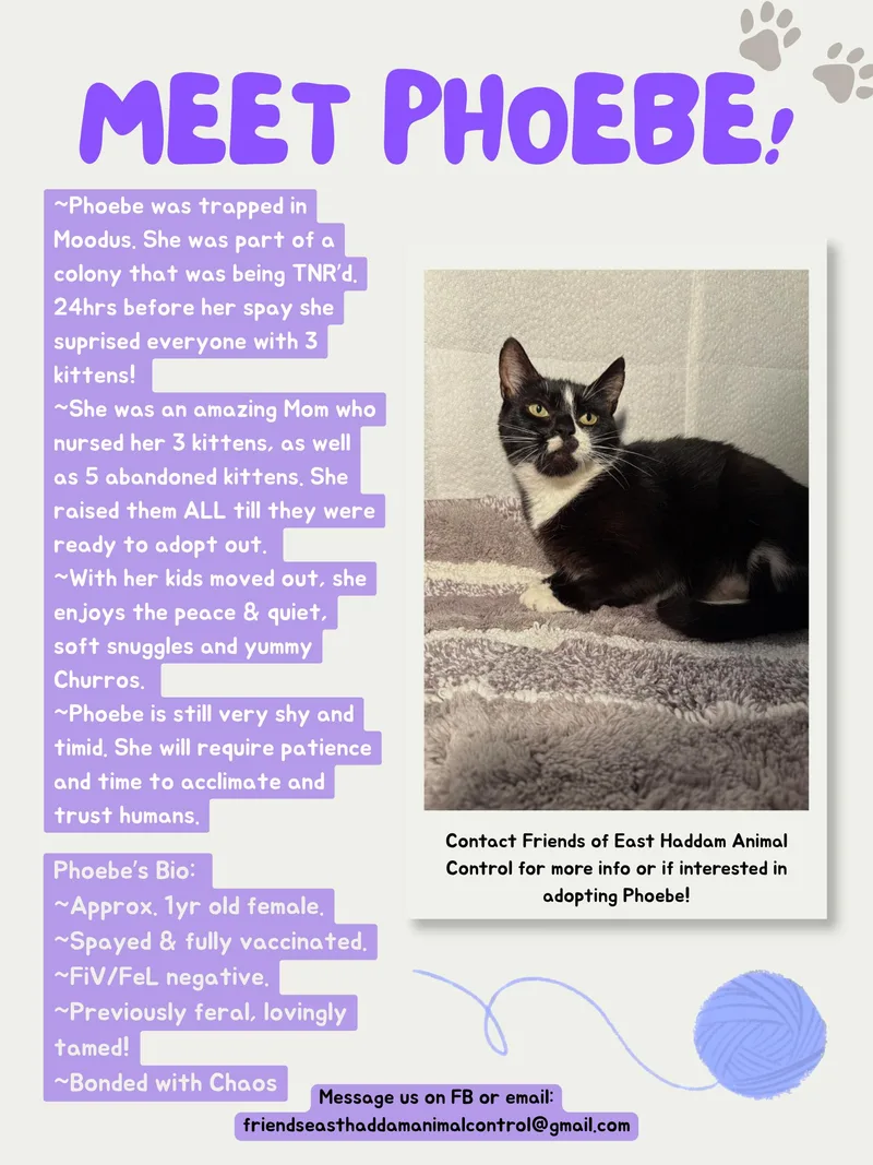 Phoebe thumbnail 2