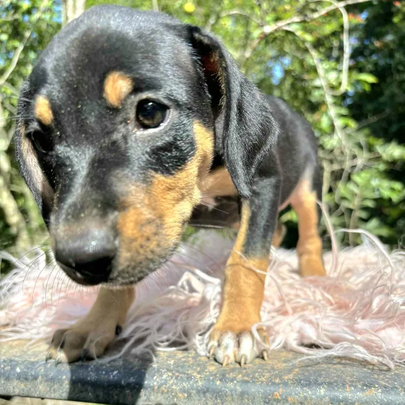 Keke "the Ultimate Cuddler!"