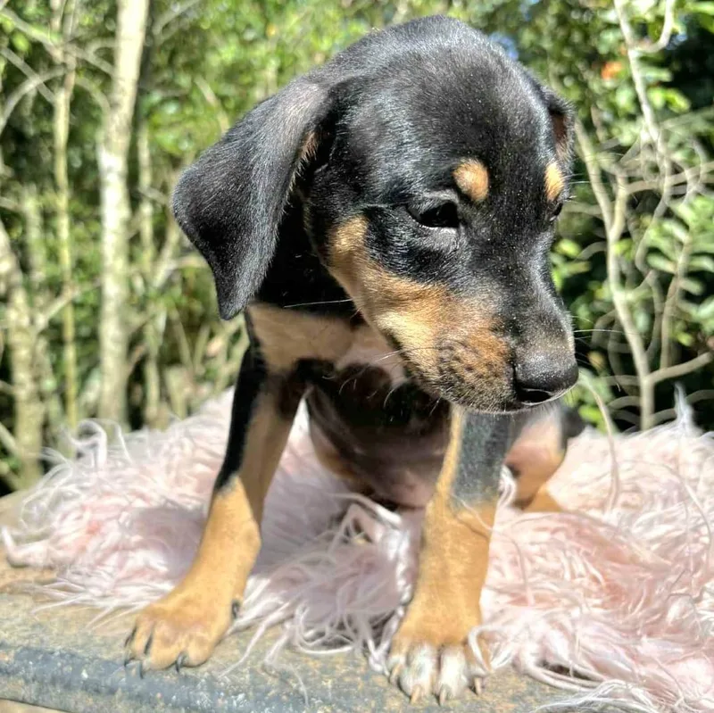 Keke "the Ultimate Cuddler!" thumbnail 3