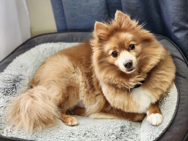 An adult small-sized male Red / Chestnut / Orange Pomeranian dog named Bingo for adoption in Lisbon, IA