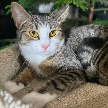 Tangy  Terrific Tiger! thumbnail 4